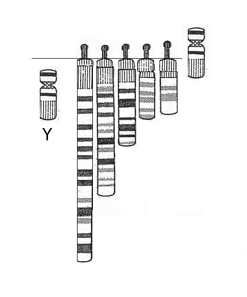 Fig2xzy.jpg