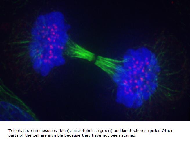 cell-during-telophase-pd-big.jpg