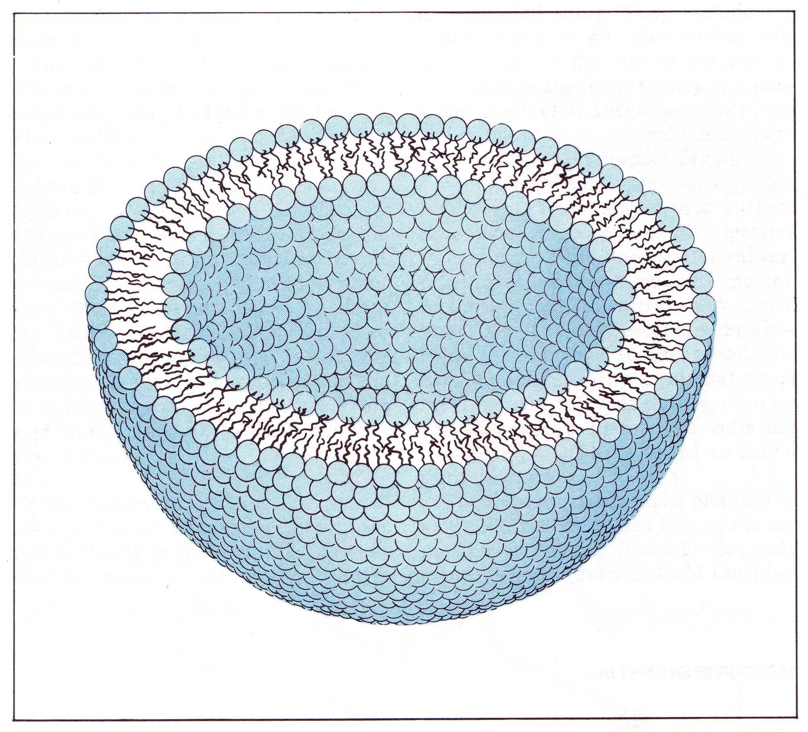 cellwall.jpg