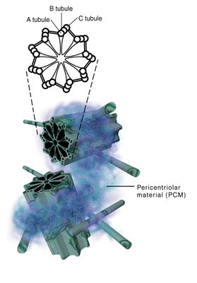 centrosome.jpg