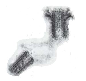 elegans_centriole-thumb2.jpg