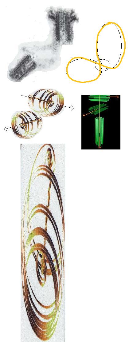 elegans_centriole-thumb22.jpg