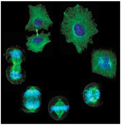 main_cell_cycle.jpg