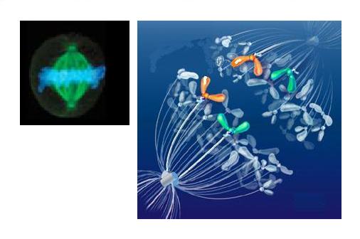 main_cell_cyclebit.jpg